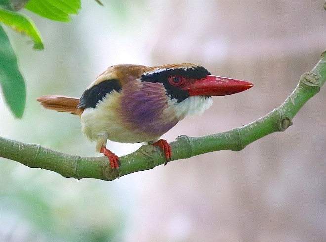 Sangihe Lilac Kingfisher - ML378714811