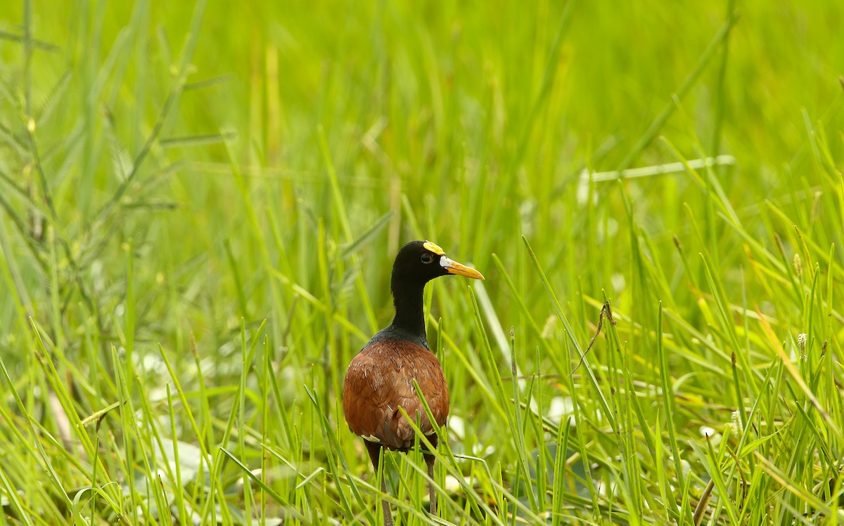 Northern Jacana - ML378714931