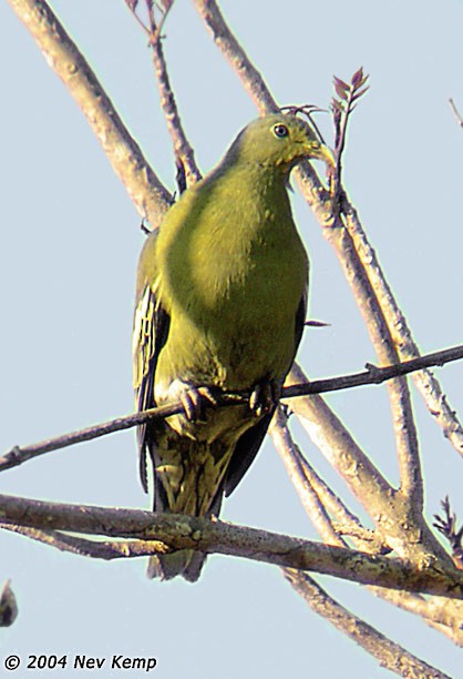 Сумбанский зелёный голубь - ML378715791