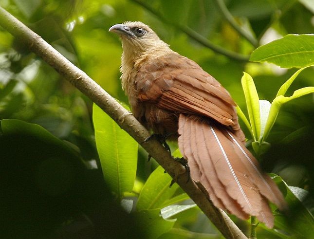 Bay Coucal - ML378715821