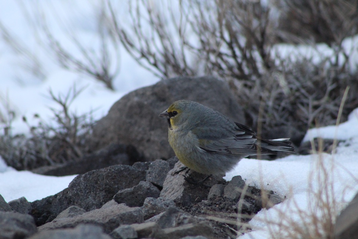 Yellow-bridled Finch (White-tailed) - ML378716291