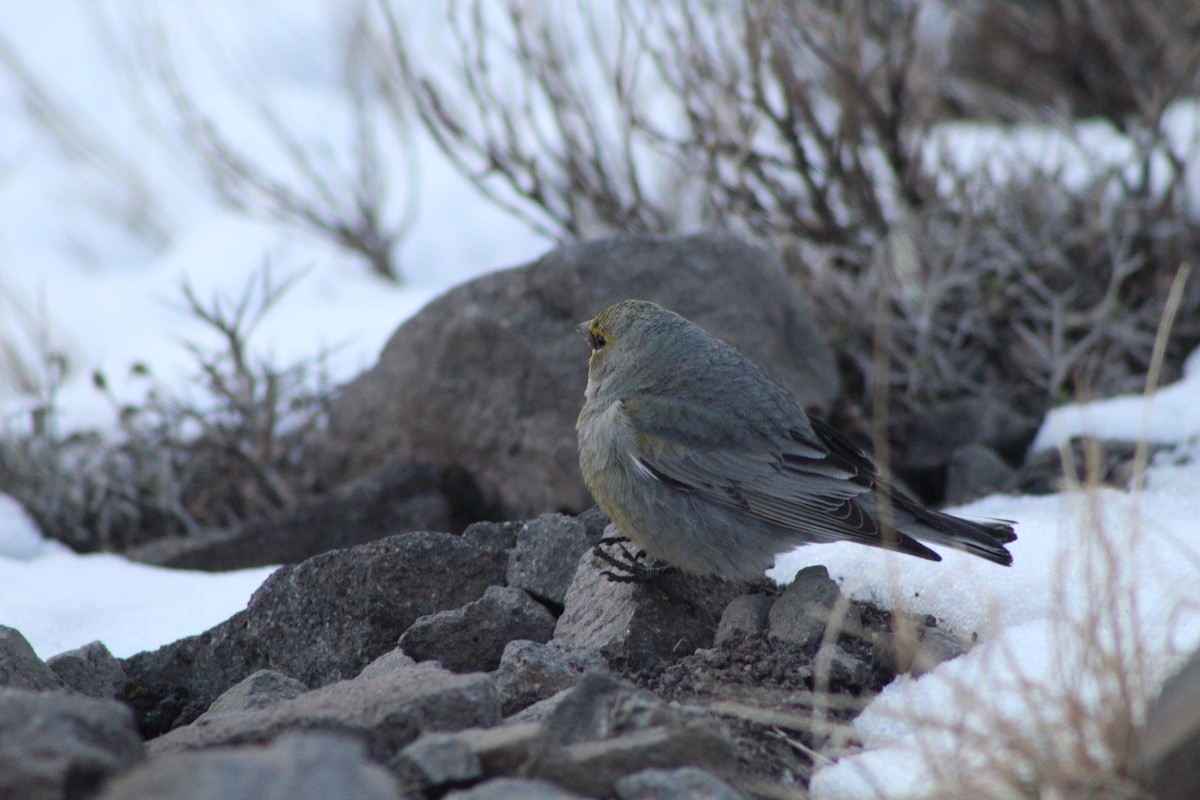Yellow-bridled Finch (White-tailed) - ML378716341