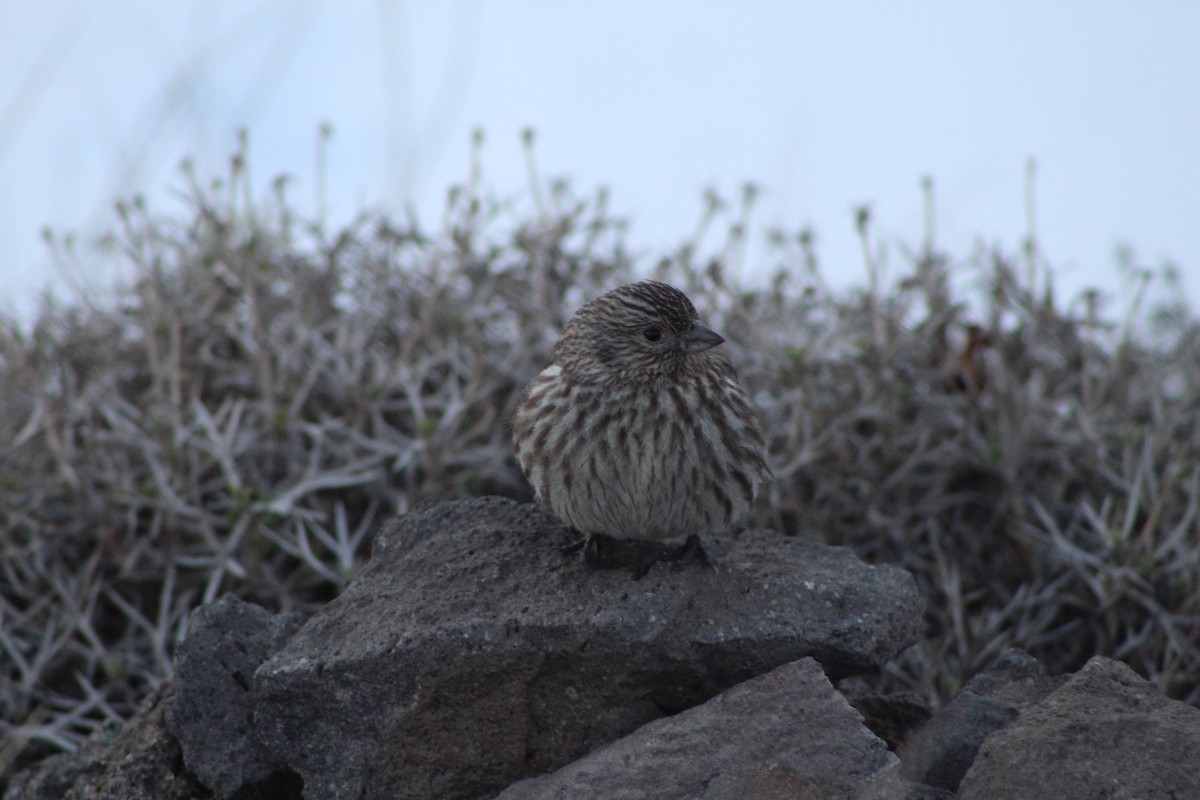 Yellow-bridled Finch (White-tailed) - ML378716411