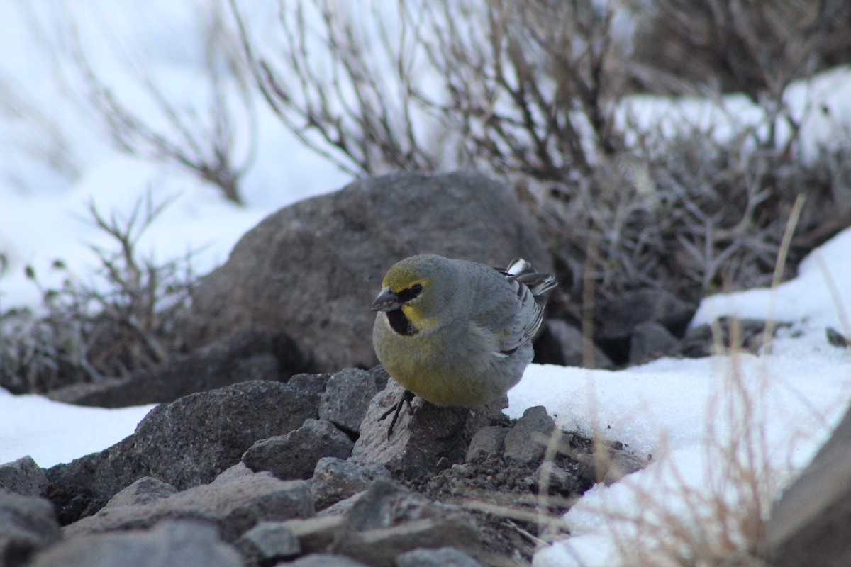 Yellow-bridled Finch (White-tailed) - Lucas Quivira Flores