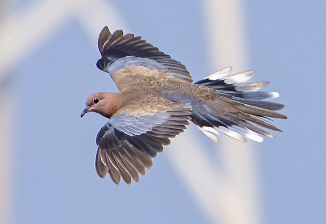 Laughing Dove - Tushar Bhagwat