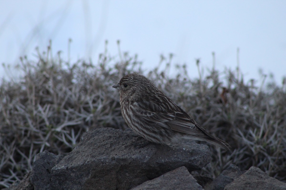 Yellow-bridled Finch (White-tailed) - ML378717141