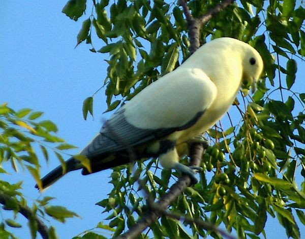 Silver-tipped Imperial-Pigeon - ML378717221