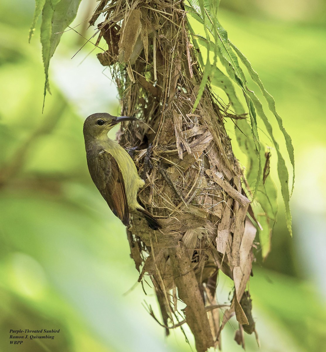 Purple-throated Sunbird - Ramon Quisumbing