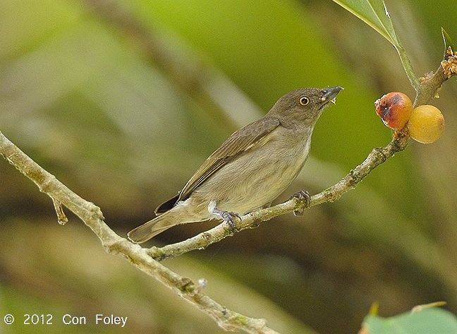 Brown-backed Flowerpecker - ML378718101