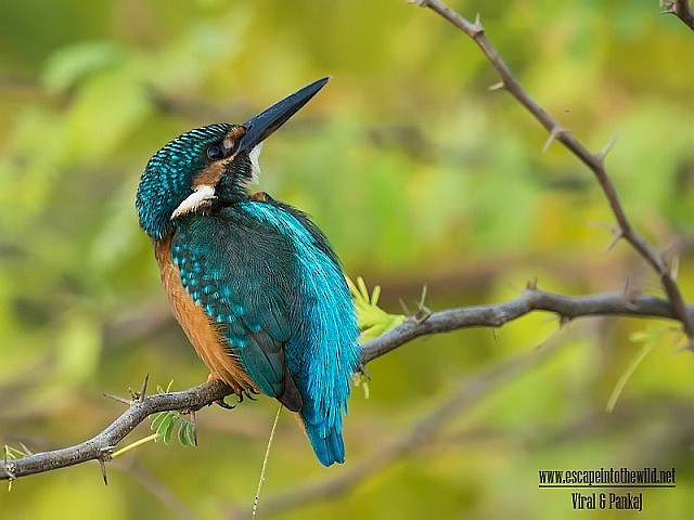 Common Kingfisher - ML378718281