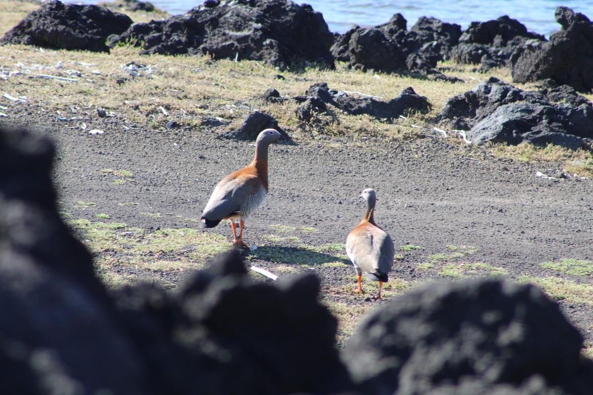 Ashy-headed Goose - ML378718411