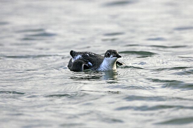 Long-billed Murrelet - ML378718541