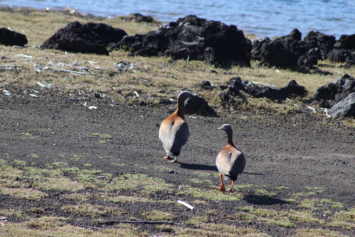 Ashy-headed Goose - ML378719071