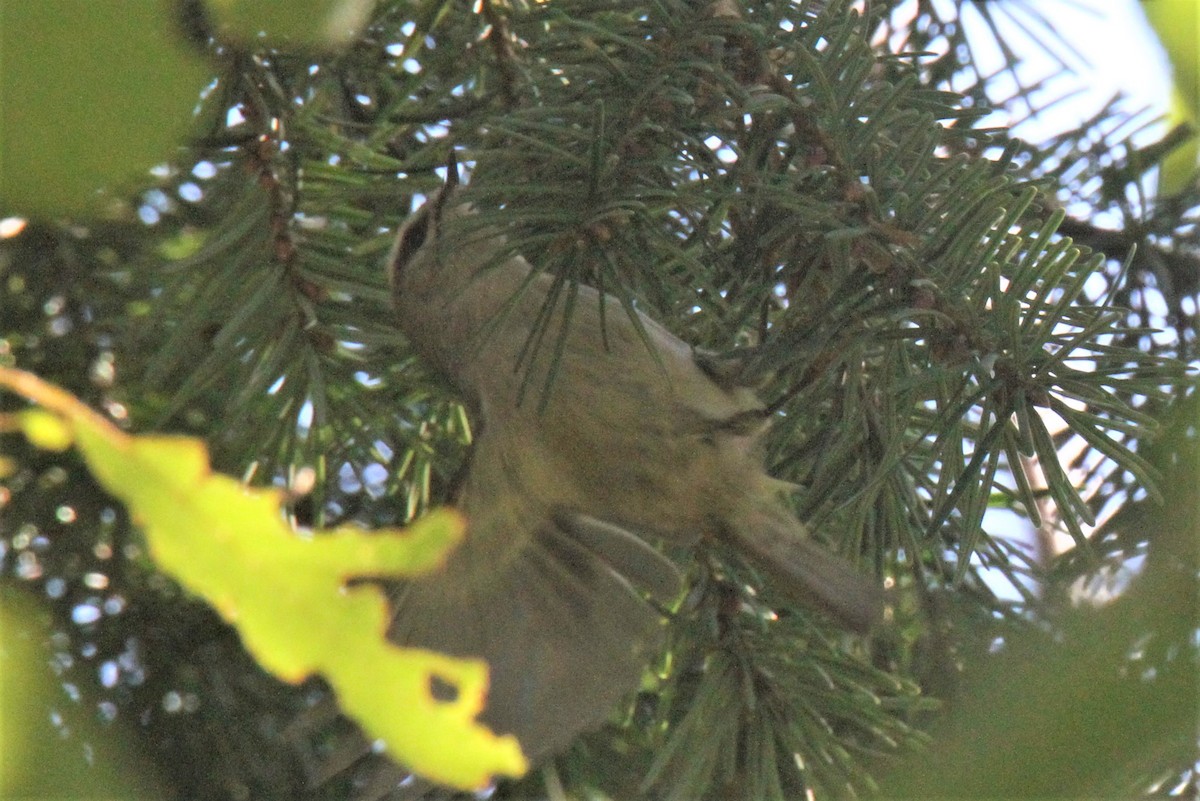 Golden-crowned Kinglet - ML378719441