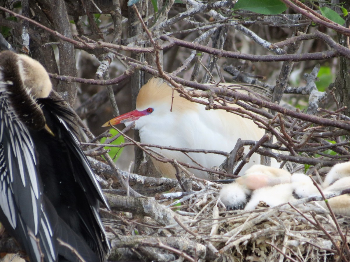 ニシアマサギ - ML37871951