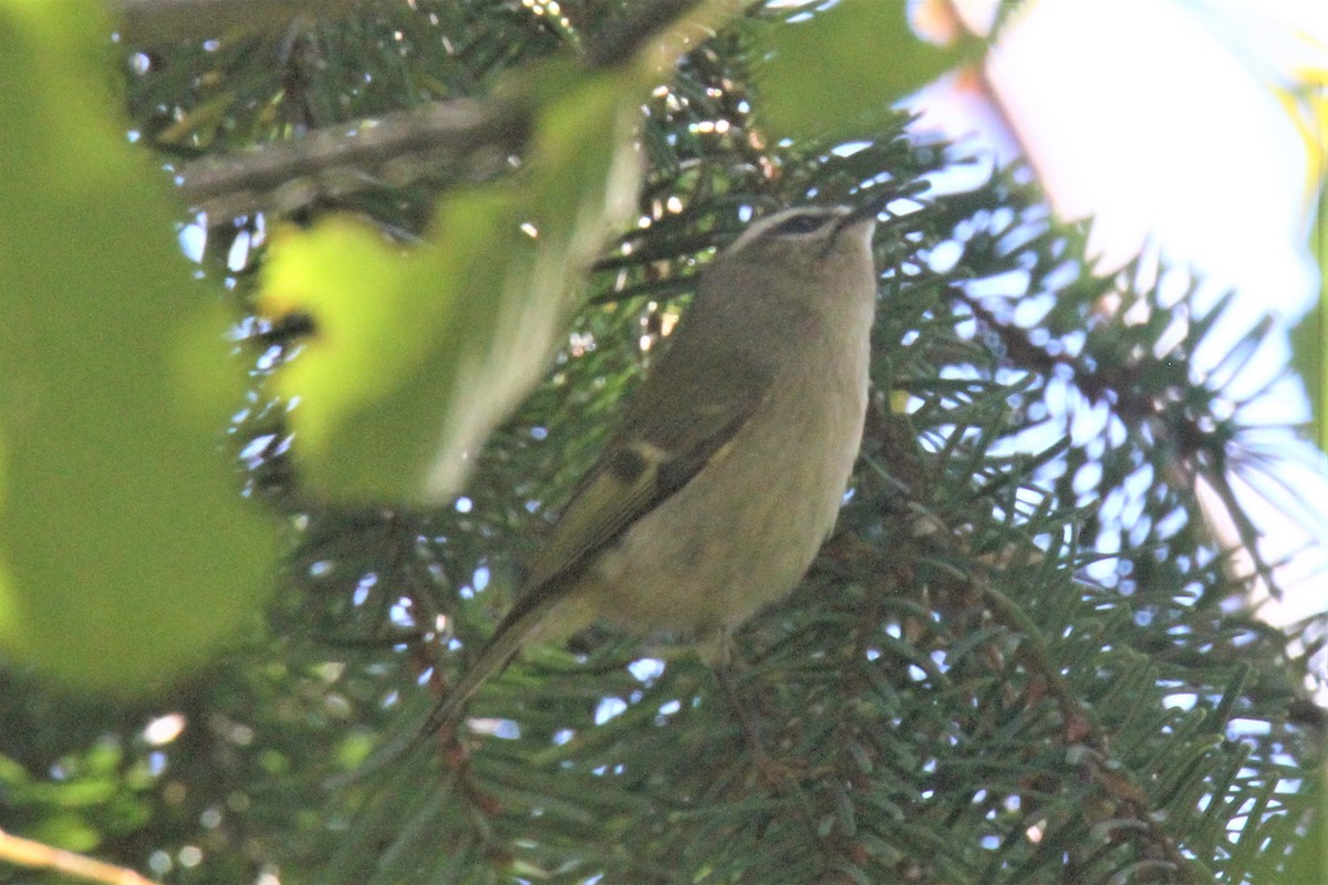 Golden-crowned Kinglet - ML378719551