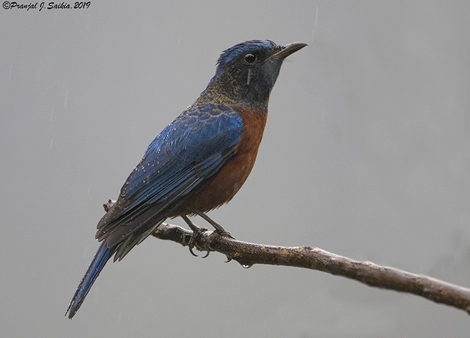 Chestnut-bellied Rock-Thrush - ML378719711