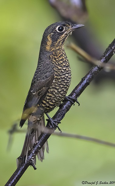 Chestnut-bellied Rock-Thrush - ML378719721