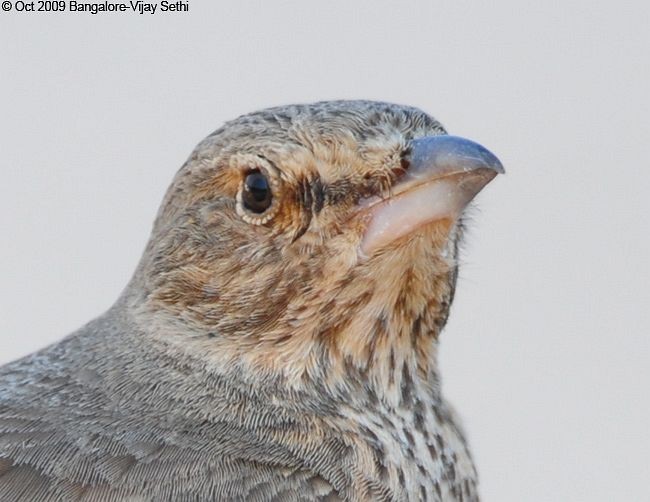 Rufous-tailed Lark - ML378719901