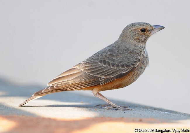 Rufous-tailed Lark - ML378719911