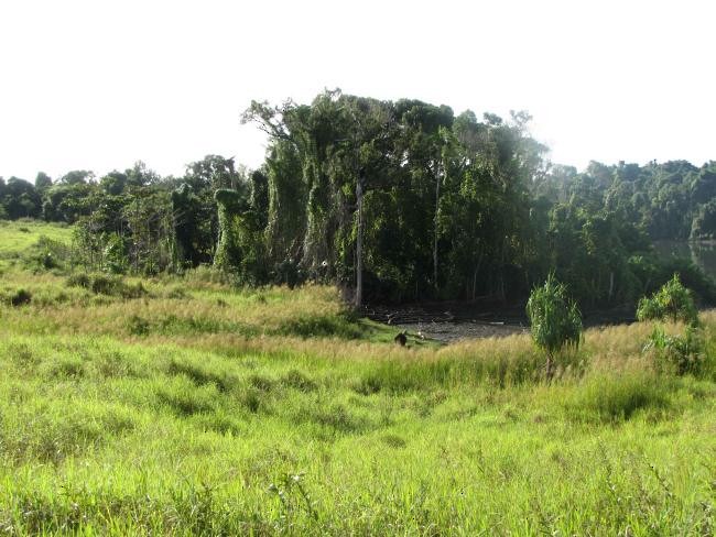 jestřábec východní - ML378720121