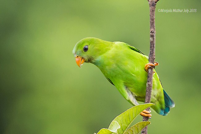 Vernal Hanging-Parrot - ML378720971