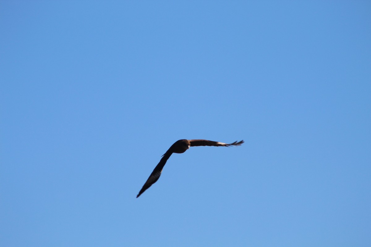 Chimango Caracara - Lucas Quivira Flores