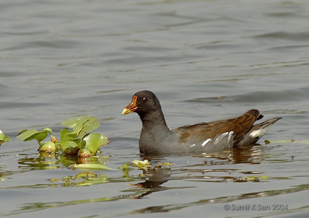 Eurasian Moorhen - ML378721121