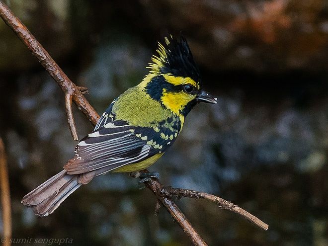 Himalayan Black-lored Tit - ML378721371