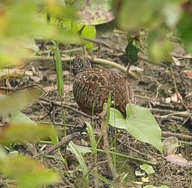 Barred Buttonquail - ML378721451