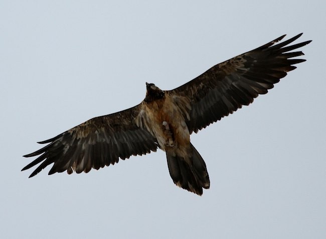 Bearded Vulture (Eurasian) - ML378722851