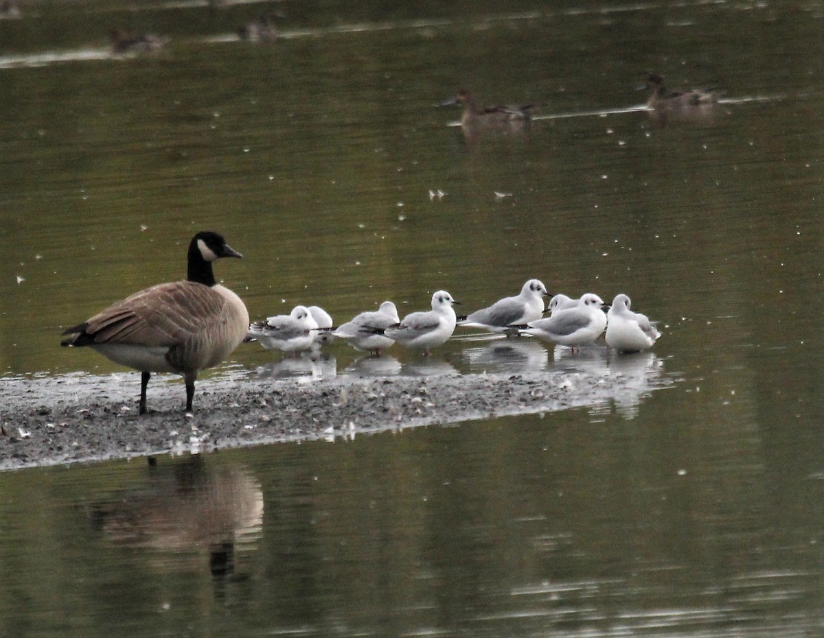 Bonaparte's Gull - Nels Nelson