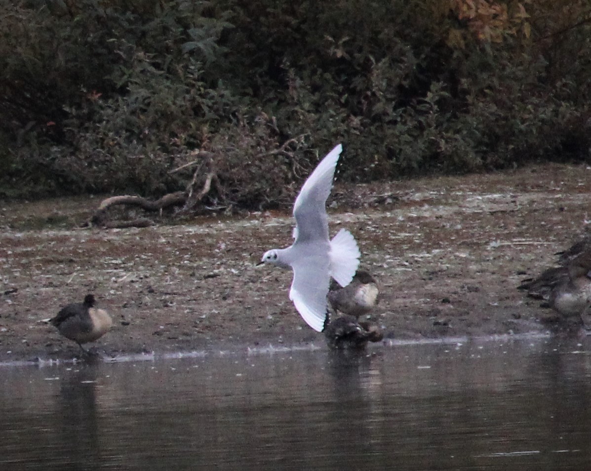 Bonaparte's Gull - ML378723991