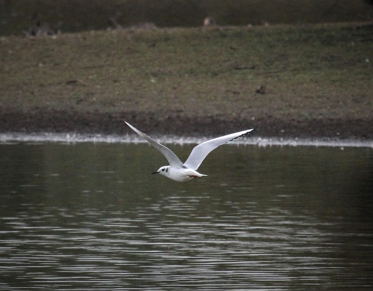 Bonaparte's Gull - Nels Nelson