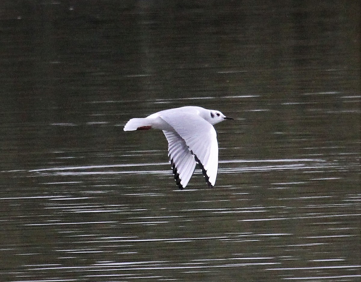 Bonaparte's Gull - Nels Nelson