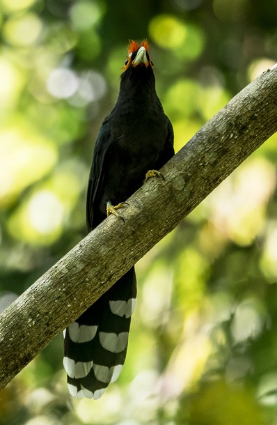 Red-crested Malkoha - ML378724811