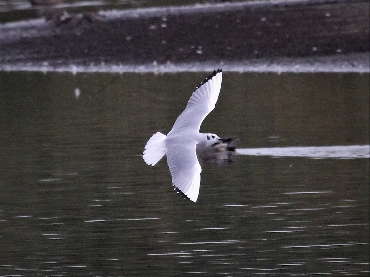 Bonaparte's Gull - Nels Nelson