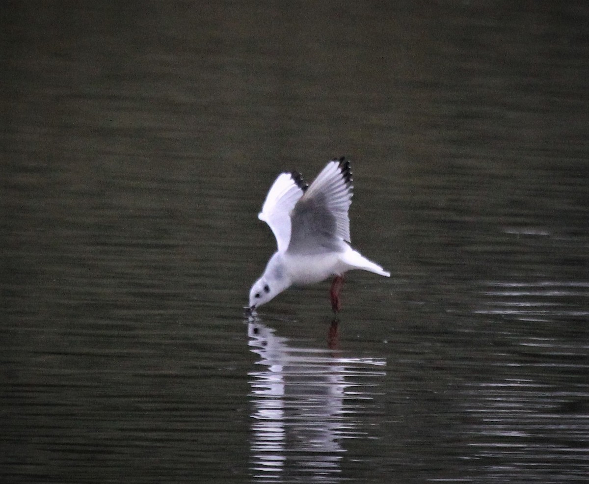 Bonaparte's Gull - Nels Nelson