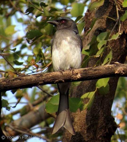 White-bellied Drongo (White-bellied) - ML378726191