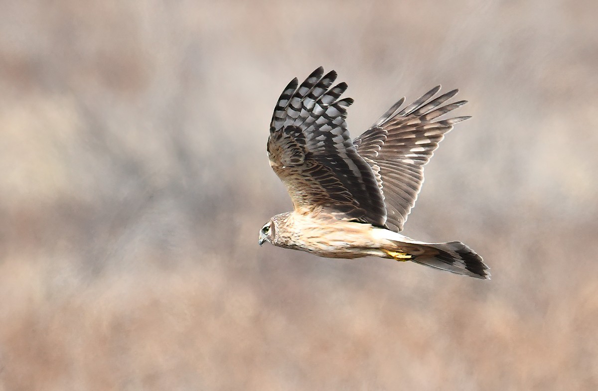 Hen Harrier - peng su
