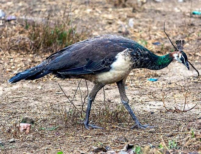 Indian Peafowl - ML378726401