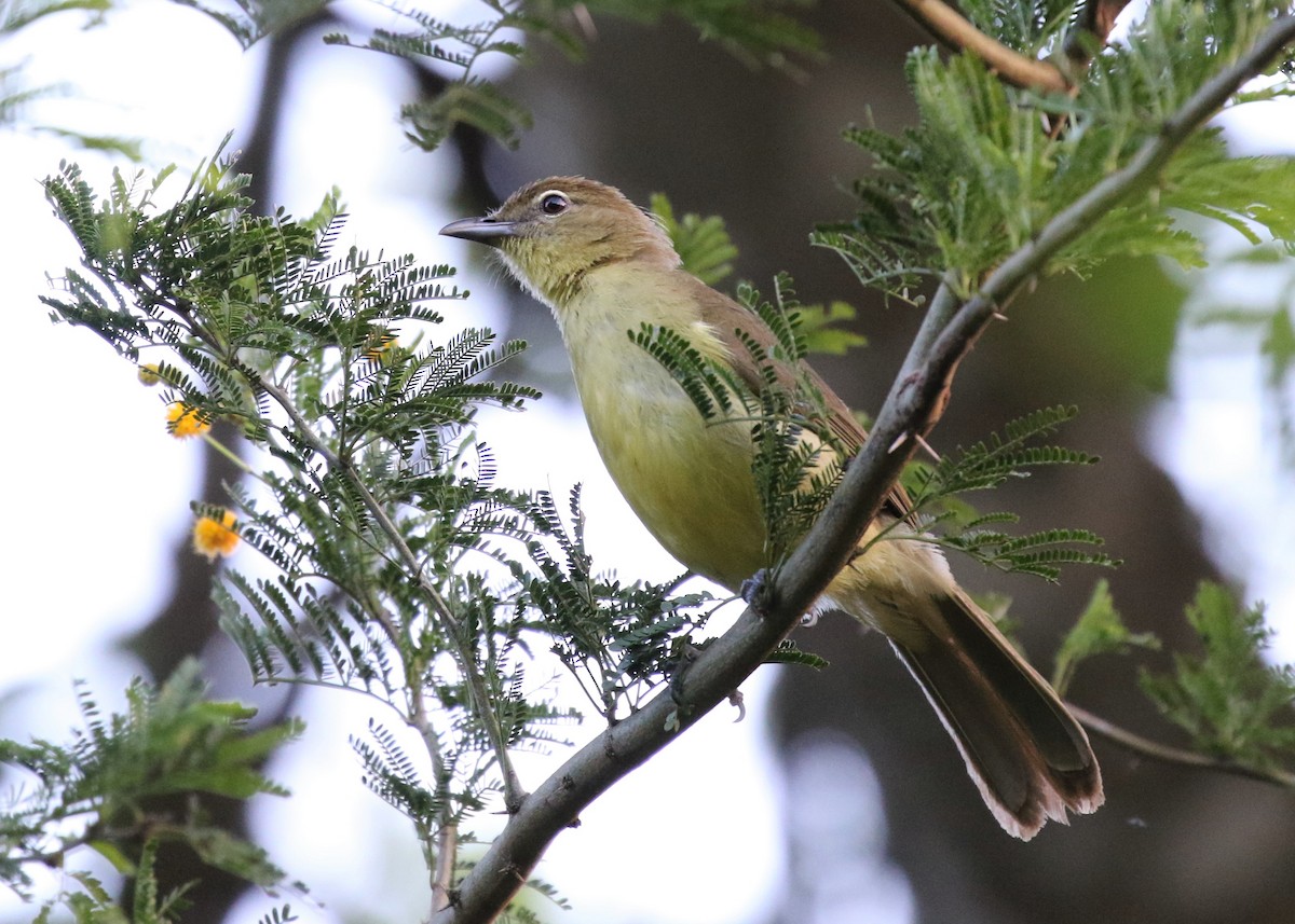 Yellow-bellied Greenbul - ML378727151