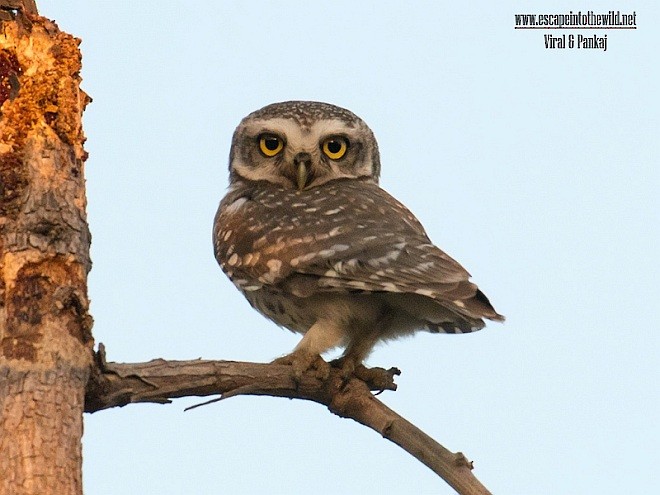 Spotted Owlet - Pankaj Maheria
