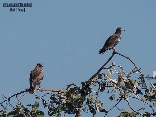 Steppe Eagle - Pankaj Maheria