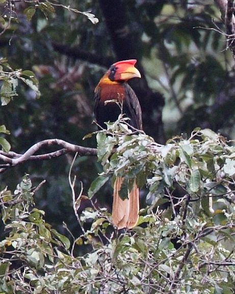Rufous Hornbill (Southern) - ML378728571