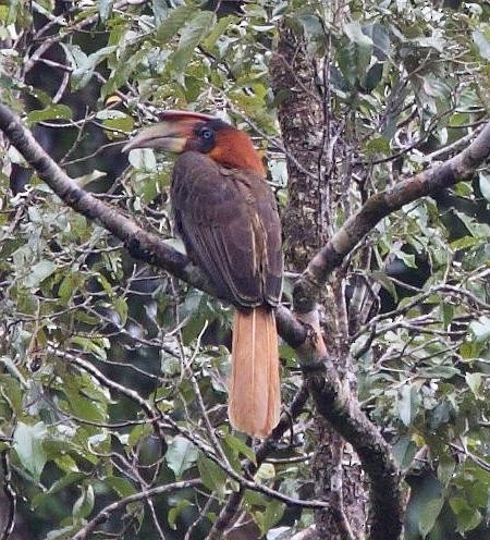 Rufous Hornbill (Southern) - Benedict De Laender