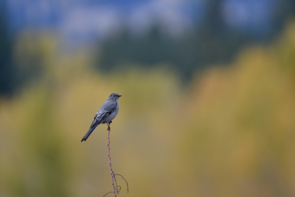 Townsend's Solitaire - Kai  Mills