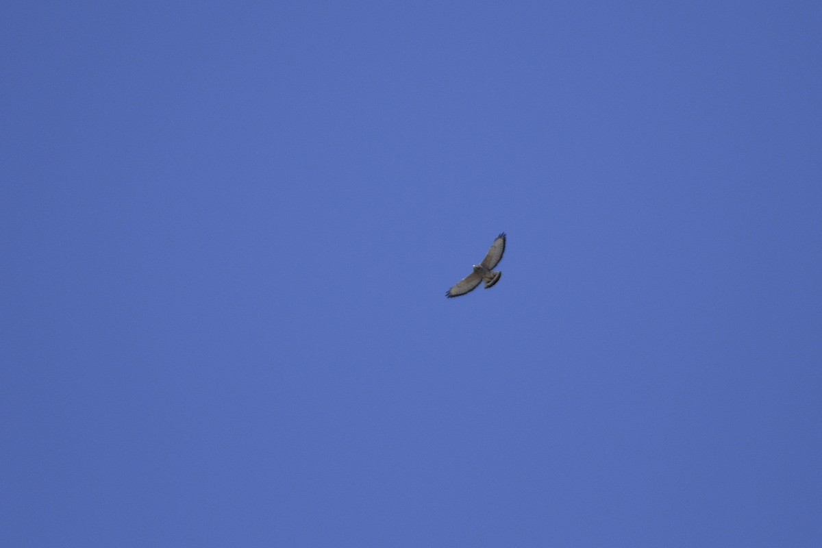 Broad-winged Hawk - ML378729871