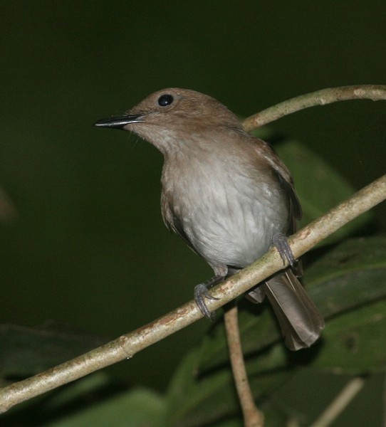 White-vented Whistler (White-vented) - ML378732941