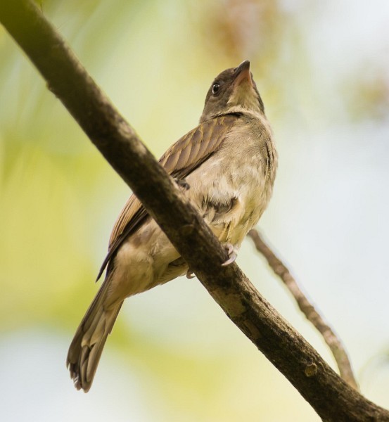 Malaysian Honeyguide - Simon van der Meulen